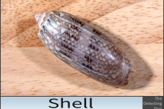 Shell Shell
